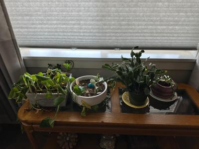 HOUSE PLANTS