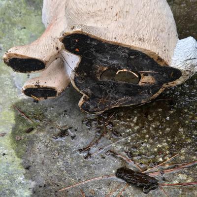 LOT 71: Metal Birdbath and Various Resin Forest Animals
