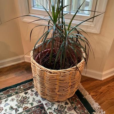 973 Large Wicker Basket With Plant