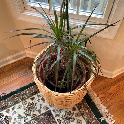973 Large Wicker Basket With Plant