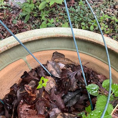 O982 One Green Glazed Terracotta Pot