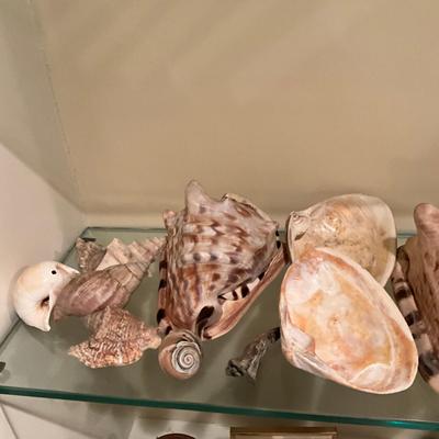 L1003 Lot Of Various Sized Sea Shells