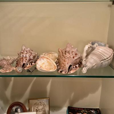 L1003 Lot Of Various Sized Sea Shells