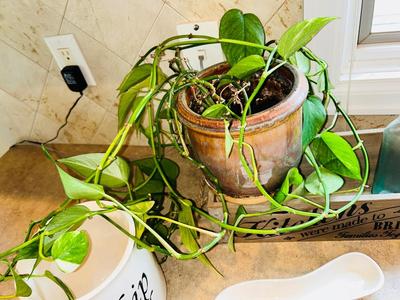 LIVE PLANT, SPOON REST, CANISTER AND WOODEN BOX