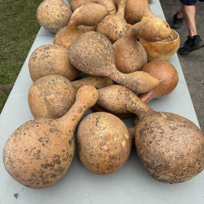 Gourd Lord! (G-BM)