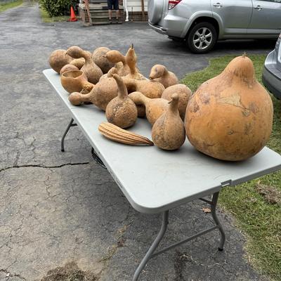 Gourd Lord! (G-BM)