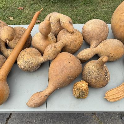 Gourd Lord! (G-BM)