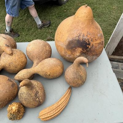 Gourd Lord! (G-BM)