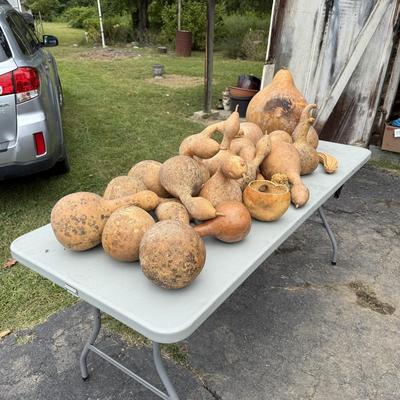 Gourd Lord! (G-BM)