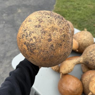 Gourd Lord! (G-BM)
