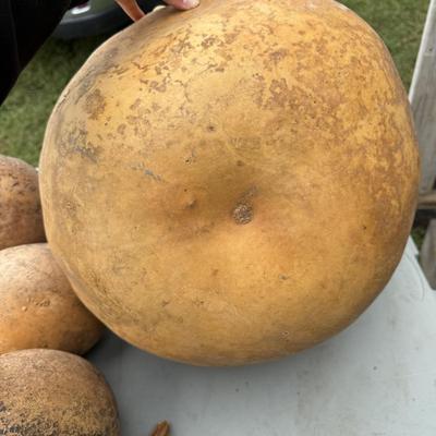 Gourd Lord! (G-BM)