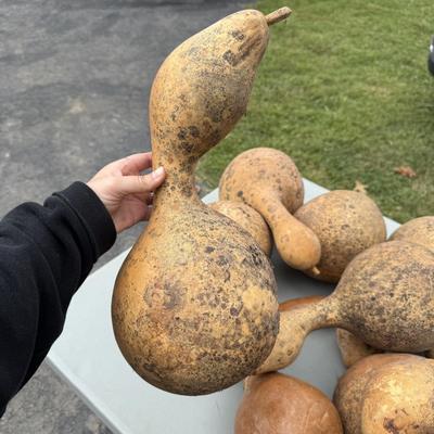 Gourd Lord! (G-BM)