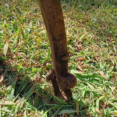 LOT 501: Antique Carriage Harness
