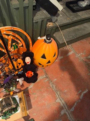 D110-Halloween lot