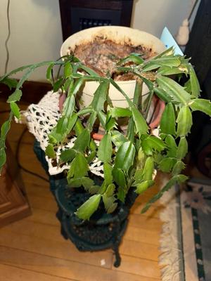 Sale Photo Thumbnail #897: M36-plant and plant stand