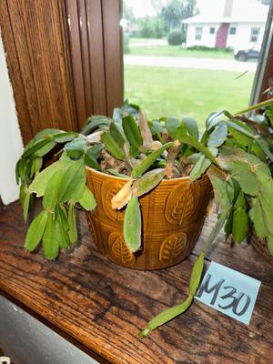 Sale Photo Thumbnail #920: M30-Plants