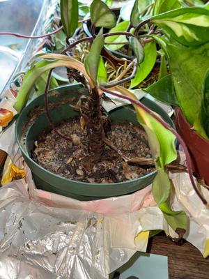Sale Photo Thumbnail #934: M27-Plants