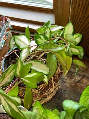 Sale Photo Thumbnail #935: M27-Plants