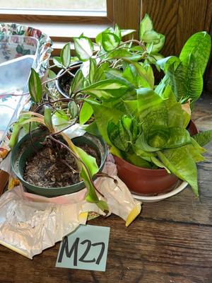 Sale Photo Thumbnail #932: M27-Plants