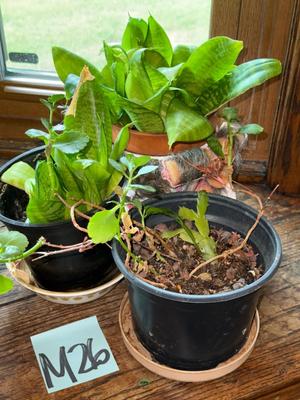 Sale Photo Thumbnail #936: M26-Plants