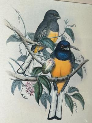 Pair of Framed Ornithological Prints by John Gould – Trogon Variegatus & Trogon Aurantius