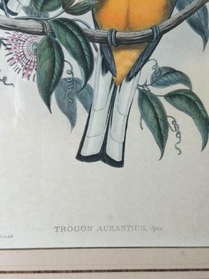 Pair of Framed Ornithological Prints by John Gould – Trogon Variegatus & Trogon Aurantius