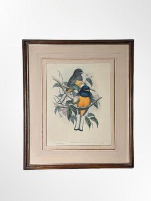 Pair of Framed Ornithological Prints by John Gould – Trogon Variegatus & Trogon Aurantius