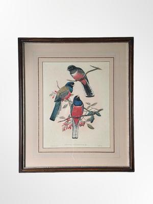 Pair of Framed Ornithological Prints by John Gould – Trogon Variegatus & Trogon Aurantius