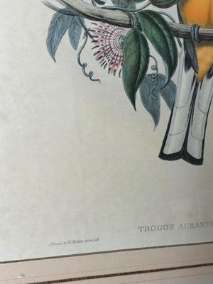 Pair of Framed Ornithological Prints by John Gould – Trogon Variegatus & Trogon Aurantius
