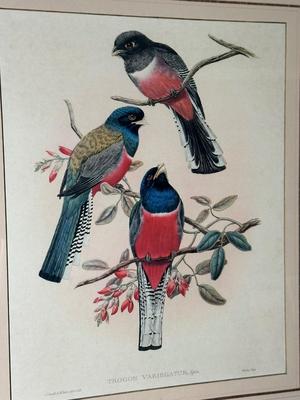 Pair of Framed Ornithological Prints by John Gould – Trogon Variegatus & Trogon Aurantius