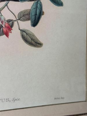 Pair of Framed Ornithological Prints by John Gould – Trogon Variegatus & Trogon Aurantius