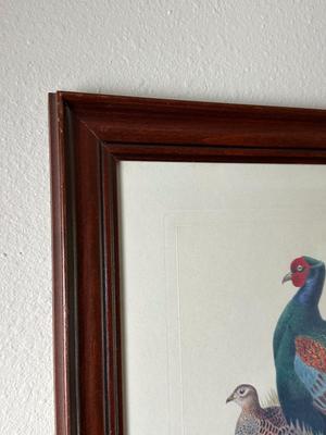Pair of Framed Pheasant Prints — Phasianus Versicolor & Phasianus Decollatus