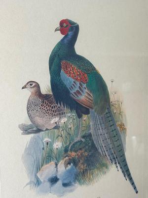 Pair of Framed Pheasant Prints — Phasianus Versicolor & Phasianus Decollatus