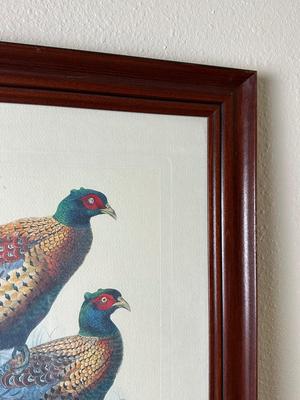 Pair of Framed Pheasant Prints — Phasianus Versicolor & Phasianus Decollatus
