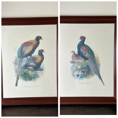 Pair of Framed Pheasant Prints — Phasianus Versicolor & Phasianus Decollatus
