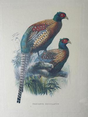Pair of Framed Pheasant Prints — Phasianus Versicolor & Phasianus Decollatus