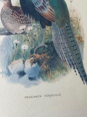 Pair of Framed Pheasant Prints — Phasianus Versicolor & Phasianus Decollatus