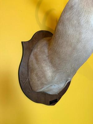 Mounted Whitetail Deer Shoulder Mount