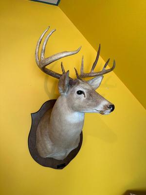 Mounted Whitetail Deer Shoulder Mount