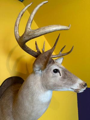 Mounted Whitetail Deer Shoulder Mount