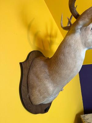 Mounted Whitetail Deer Shoulder Mount