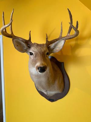 Mounted Whitetail Deer Shoulder Mount