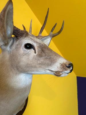 Mounted Whitetail Deer Shoulder Mount