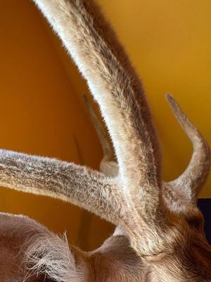 Mounted Fallow Deer Shoulder Mount with Velvet Antlers