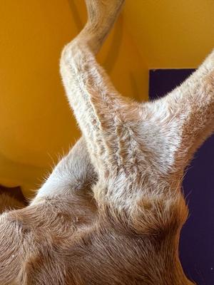 Mounted Fallow Deer Shoulder Mount with Velvet Antlers