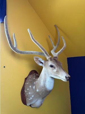Mounted Fallow Deer Shoulder Mount with Velvet Antlers