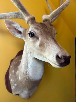 Mounted Fallow Deer Shoulder Mount with Velvet Antlers