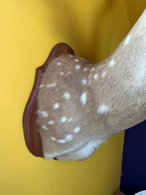 Mounted Fallow Deer Shoulder Mount with Velvet Antlers
