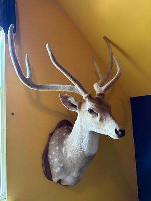 Mounted Fallow Deer Shoulder Mount with Velvet Antlers