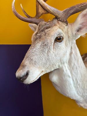 Fallow Deer Shoulder Mount with Palmate Antlers